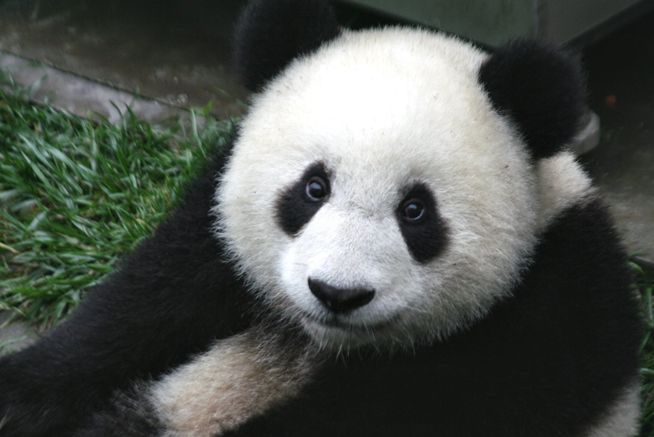 Google Panda debarque en France
